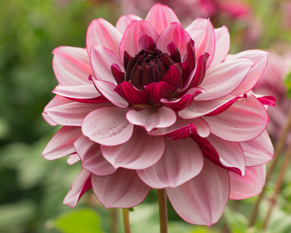 Dahlia 'Crème de Cassis'