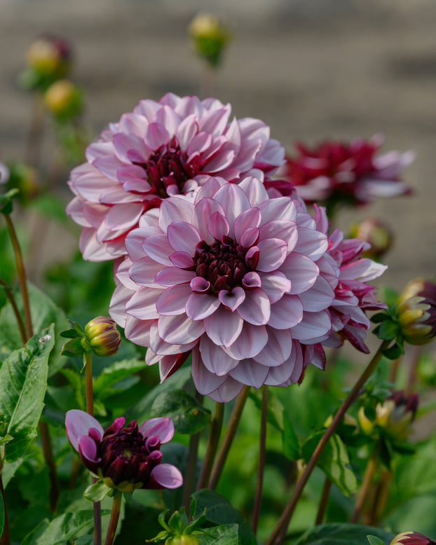 Dahlia 'Crème de Cassis'