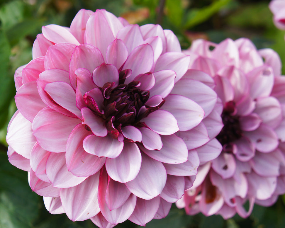 Dahlia 'Crème de Cassis'