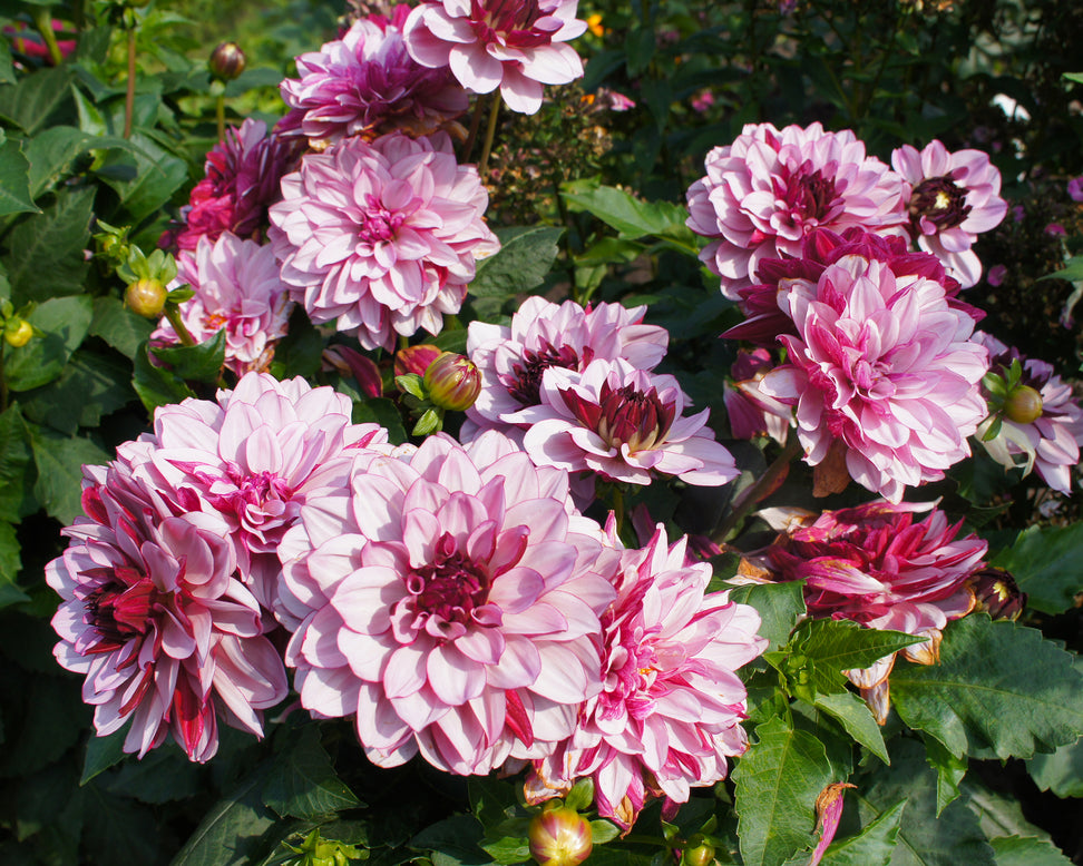 Dahlia 'Crème de Cassis'