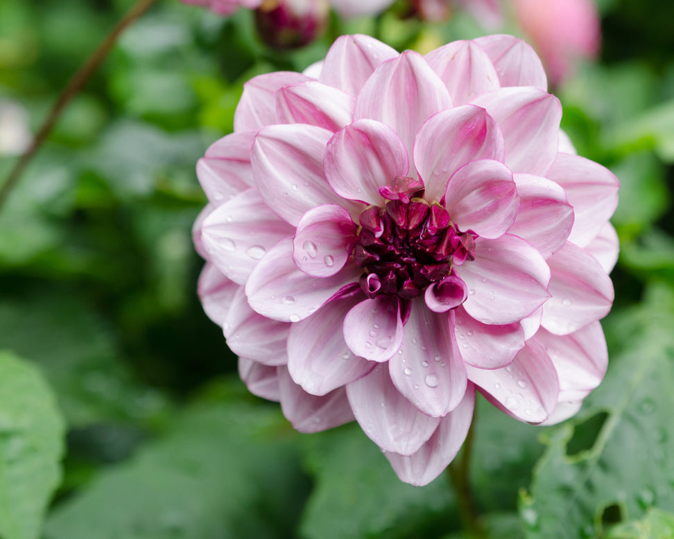 Dahlia 'Crème de Cassis'