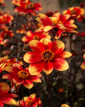 Dahlia 'Dahlegria Bicolore'