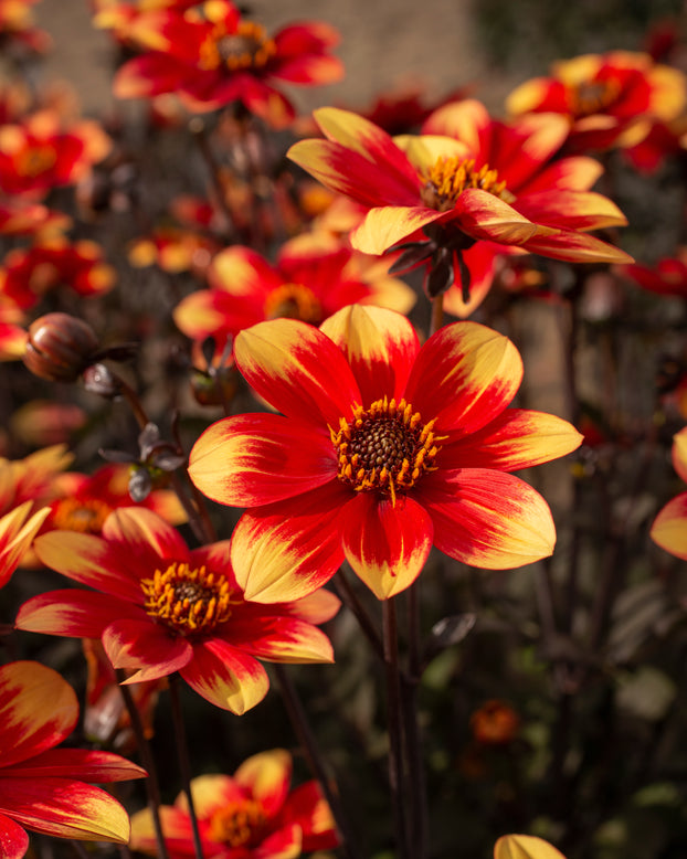 Dahlia 'Dahlegria Bicolore'