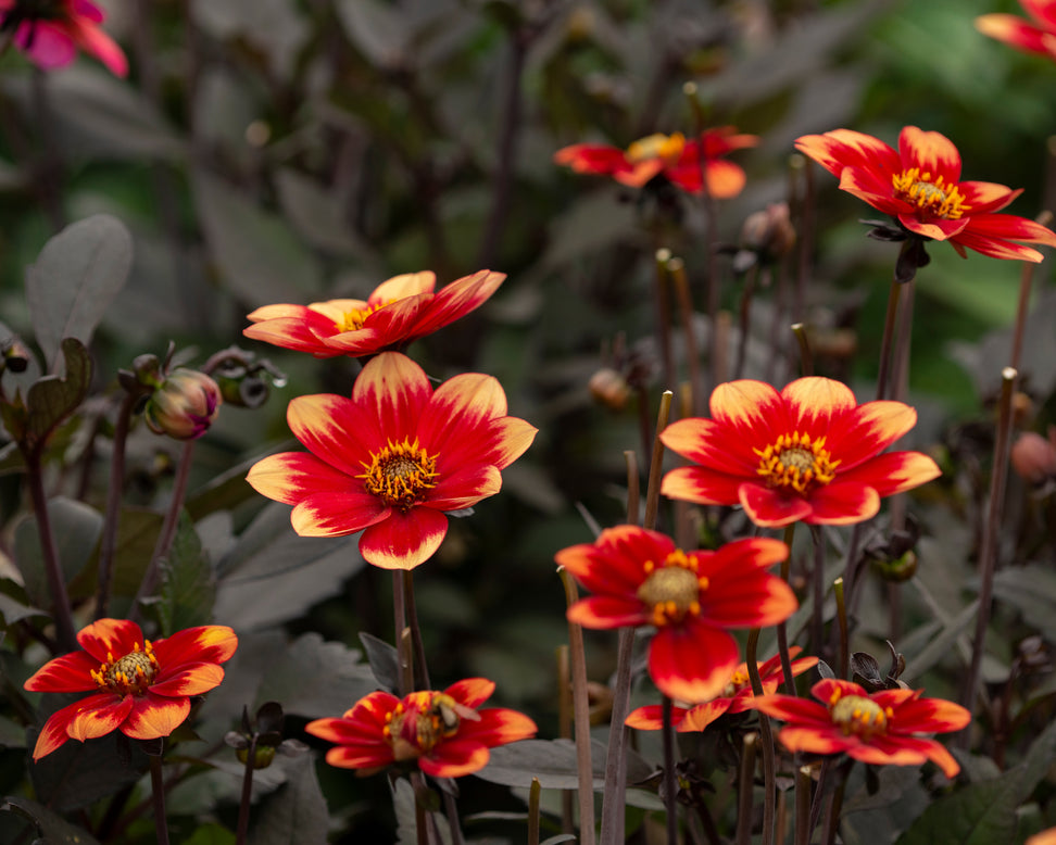 Dahlia 'Dahlegria Bicolore'