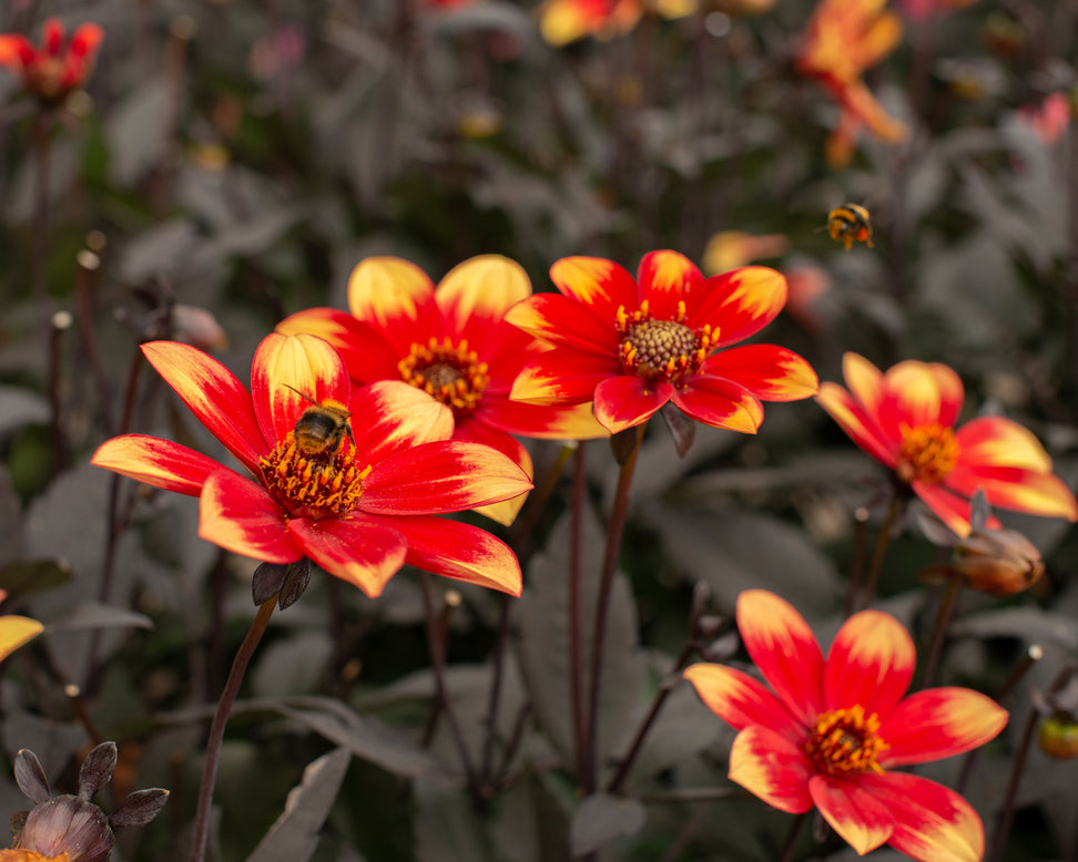Dahlia 'Dahlegria Bicolore'