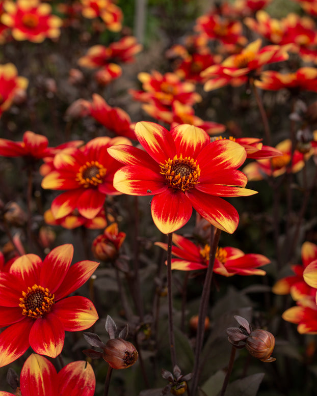 Dahlia 'Dahlegria Bicolore'