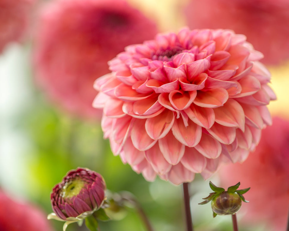 Dahlia 'Daisy Duke'