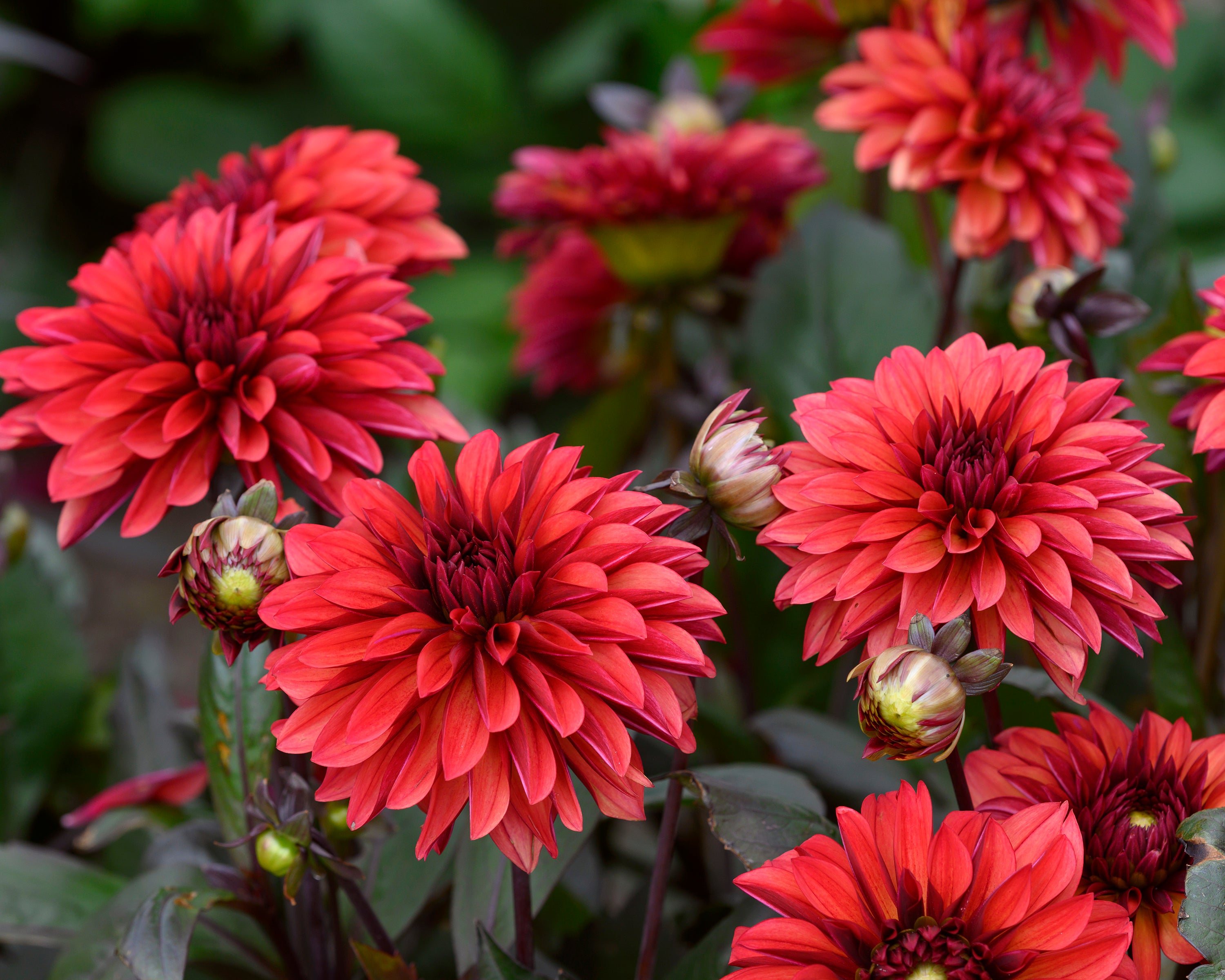 Dahlia 'Danique' tubers — Buy online at Farmer Gracy UK