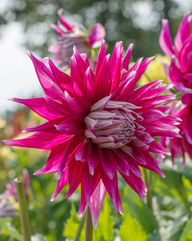 Dahlia 'Dark Horse'