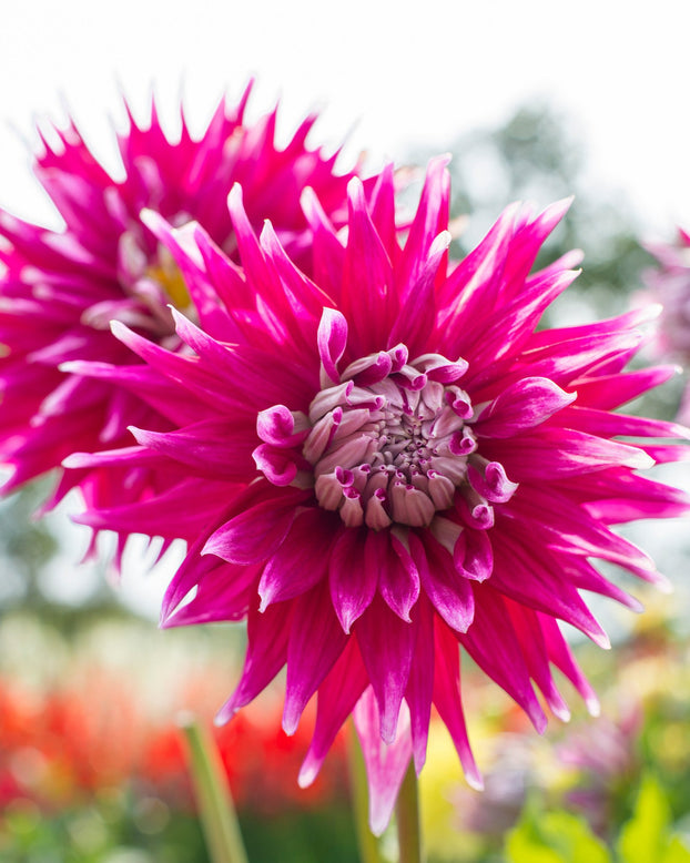 Dahlia 'Dark Horse'