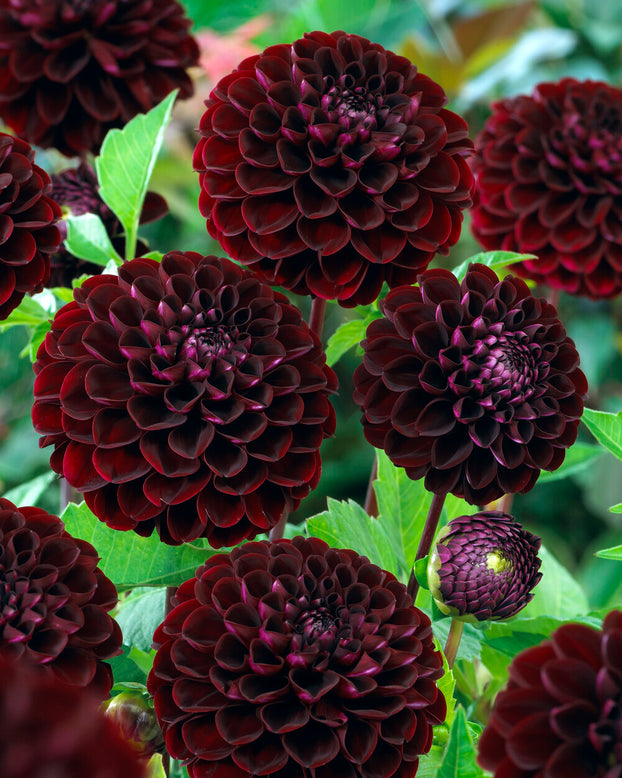 Dahlia 'Dark Spirit'