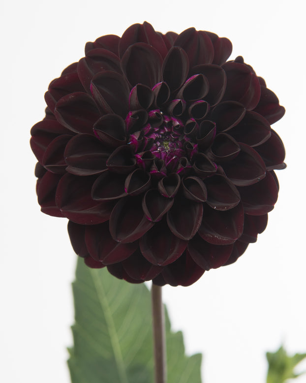 Dahlia 'Dark Spirit'