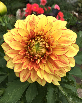 Dahlia 'Dazzling Magic'