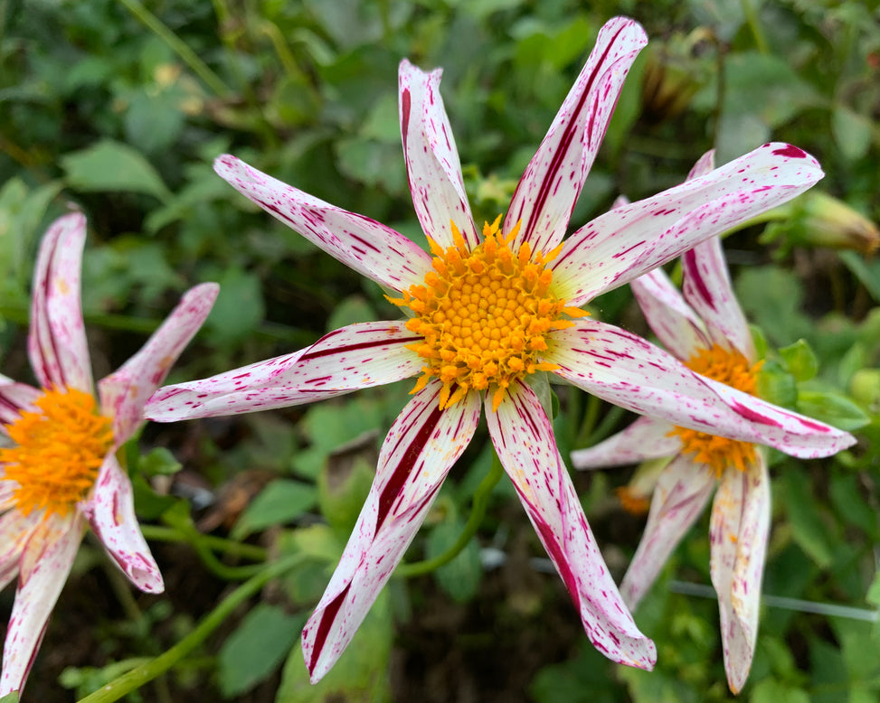 Dahlia 'Destiny's Teachers'