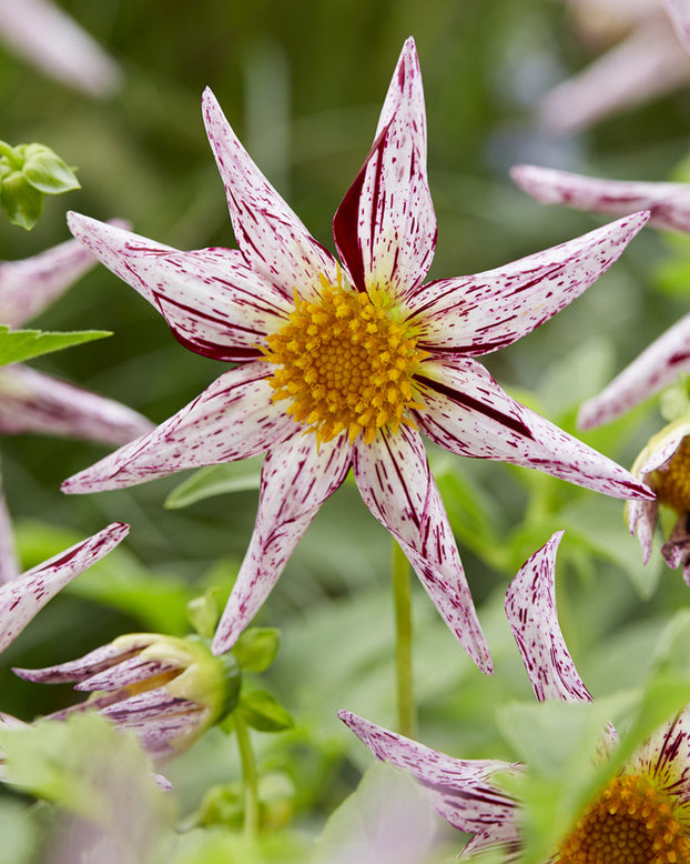 Dahlia 'Destiny's Teachers'