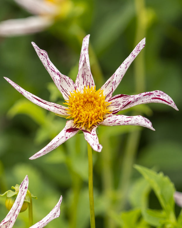 Dahlia 'Destiny's Teachers'