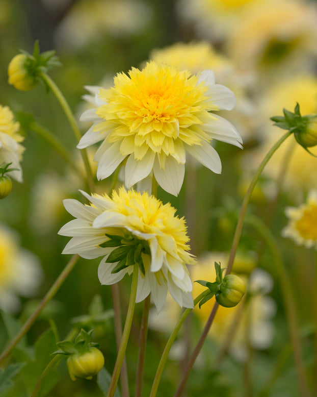 Dahlia 'Freya's Paso Doble'