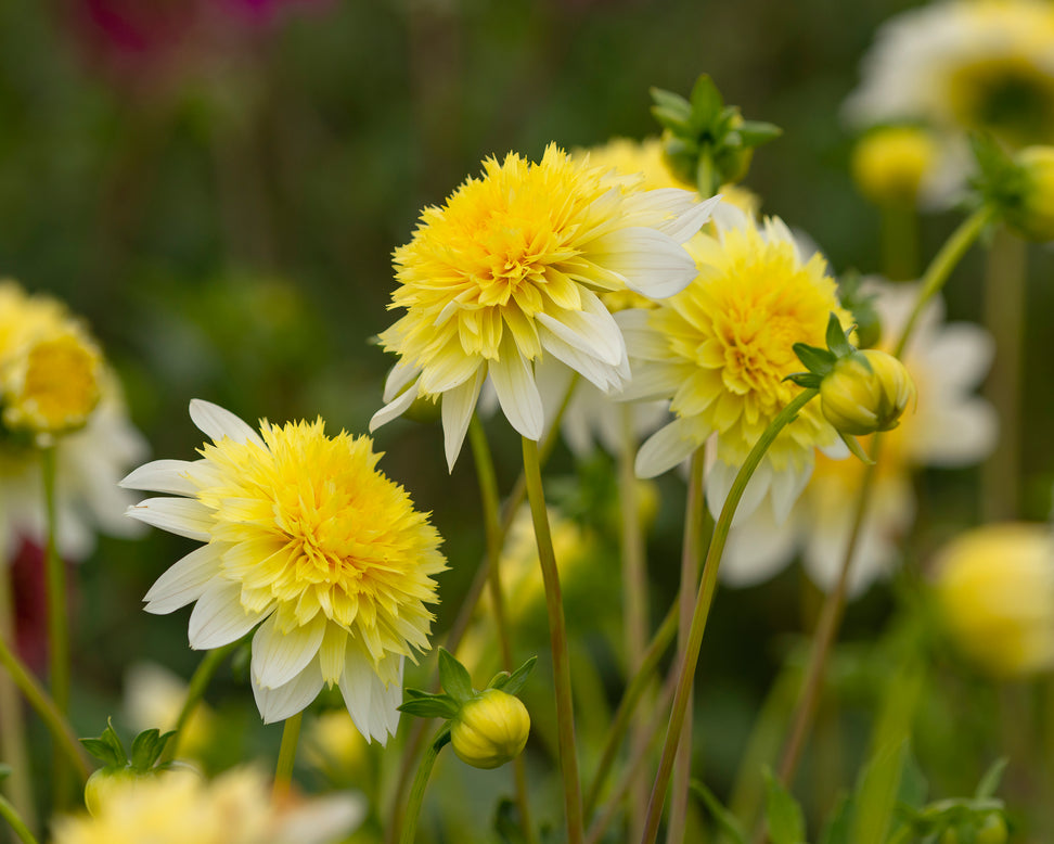 Dahlia 'Freya's Paso Doble'