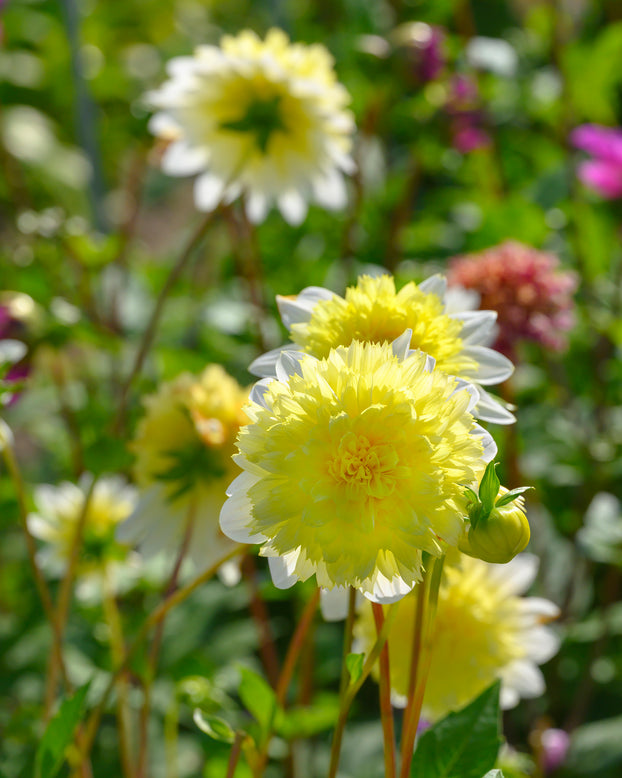 Dahlia 'Freya's Paso Doble'