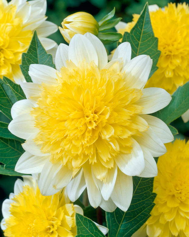 Dahlia 'Freya's Paso Doble'