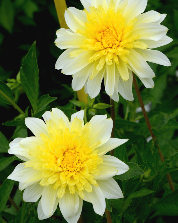 Dahlia 'Freya's Paso Doble'