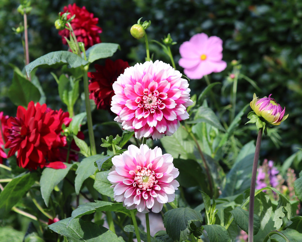 Dahlia 'Fuzzy'