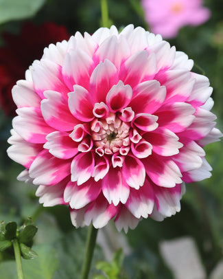 Dahlia 'Fuzzy'