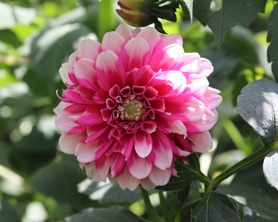 Dahlia 'Fuzzy'