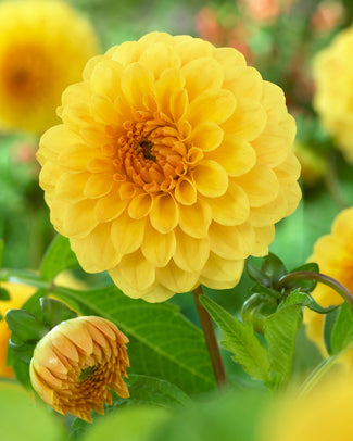 Dahlia 'Golden Sceptre'