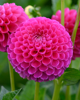 Dahlia 'Hapet Frambo'