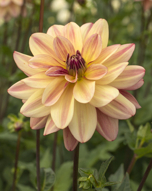 Dahlia 'Happy Butterfly'