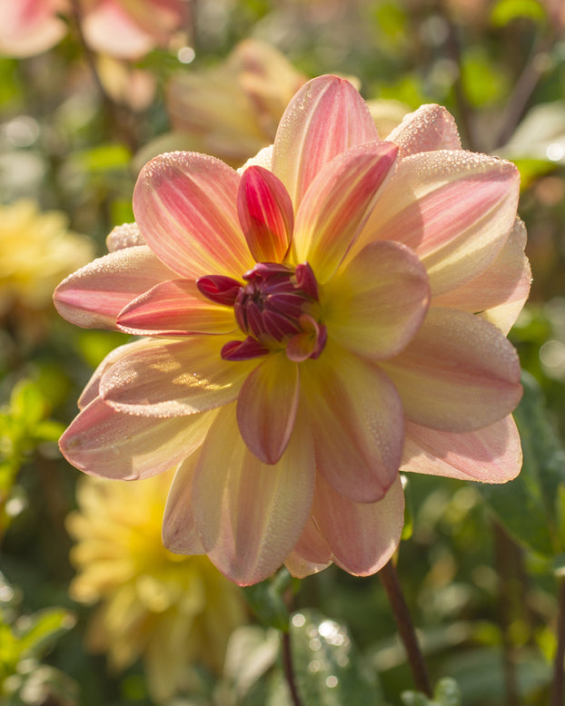 Dahlia 'Happy Butterfly'