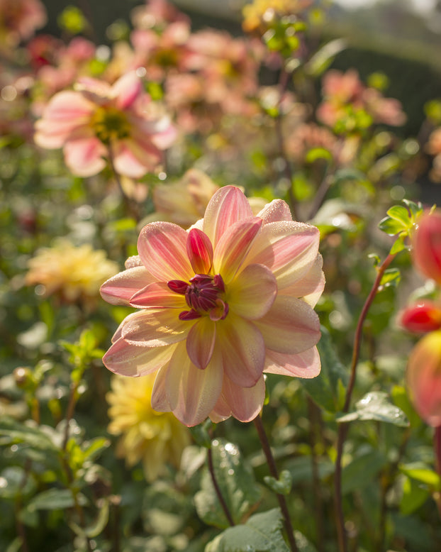 Dahlia 'Happy Butterfly'