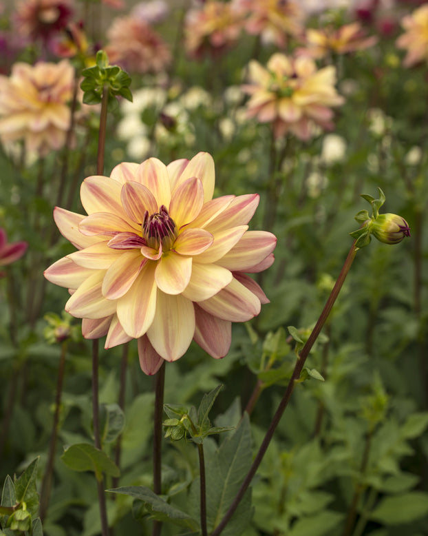 Dahlia 'Happy Butterfly'