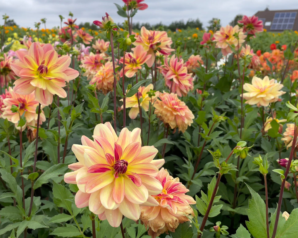 Dahlia 'Happy Butterfly'