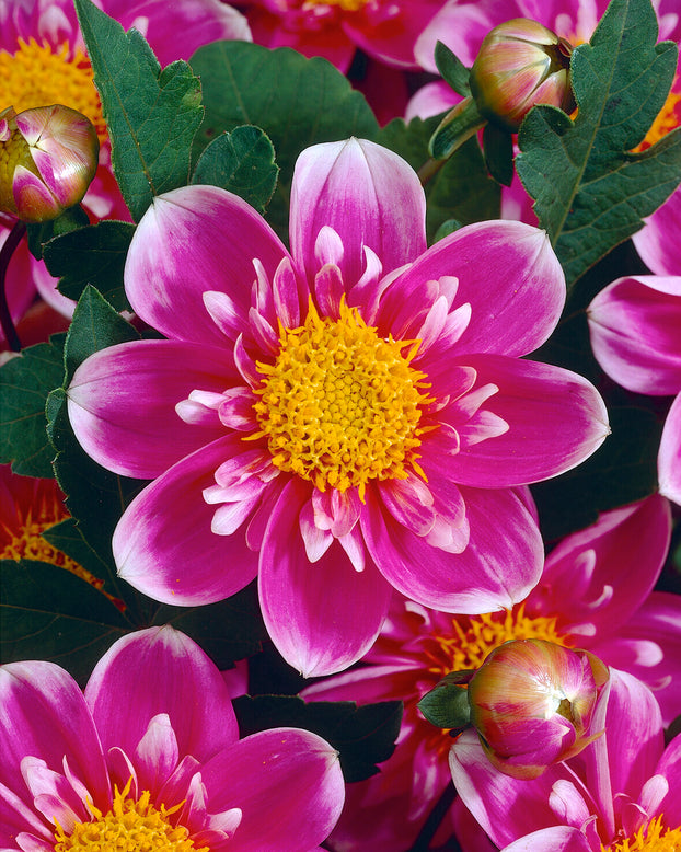 Dahlia 'Hartenaas'