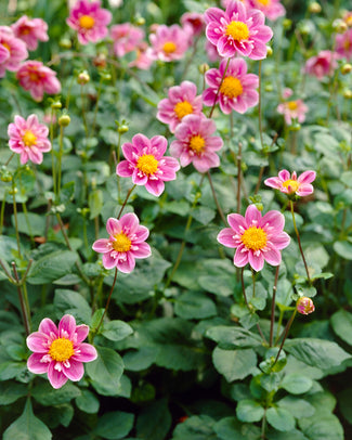 Dahlia 'Hartenaas'
