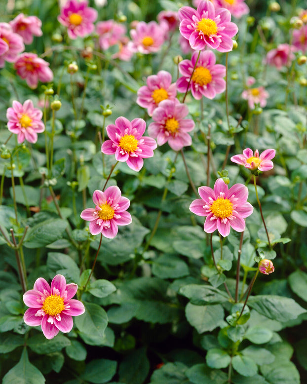 Dahlia 'Hartenaas'