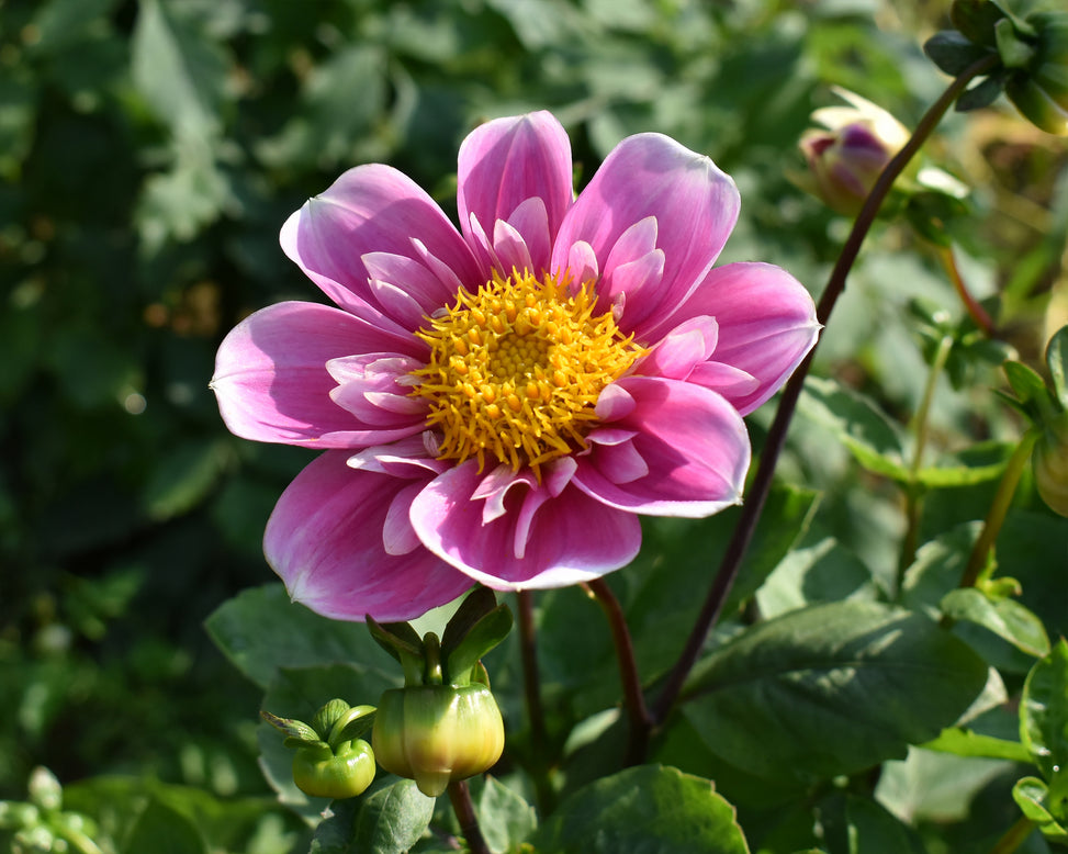 Dahlia 'Hartenaas'