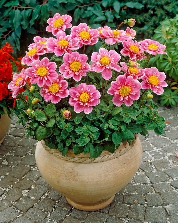 Dahlia 'Hartenaas'