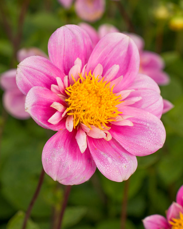 Dahlia 'Hartenaas'