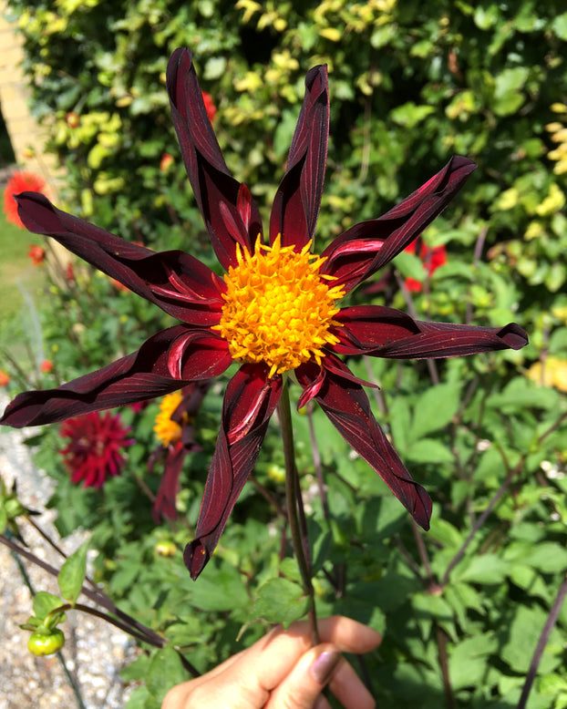Dahlia 'Honka Black'