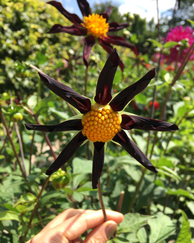 Dahlia 'Honka Black'