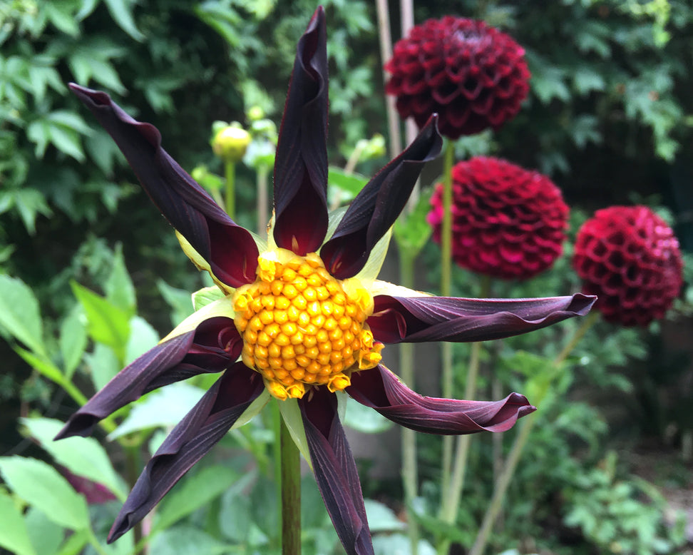 Dahlia 'Honka Black'