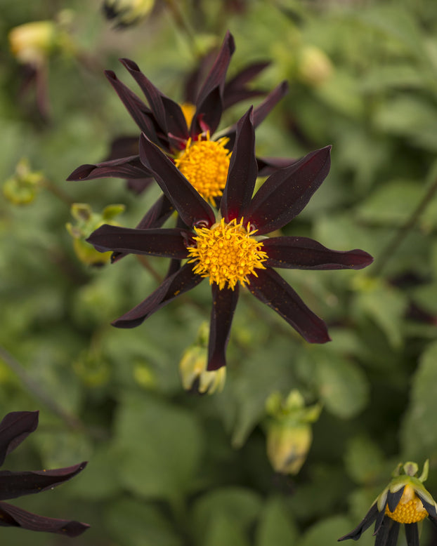 Dahlia 'Honka Black'