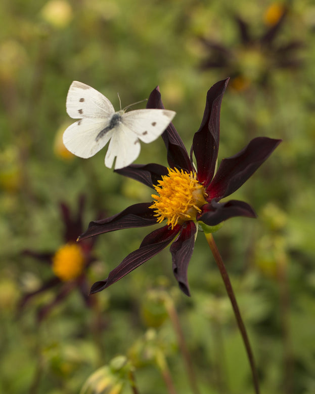 Dahlia 'Honka Black'