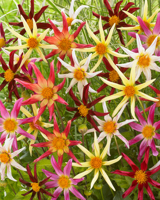 Dahlia collection 'Honka Mix'