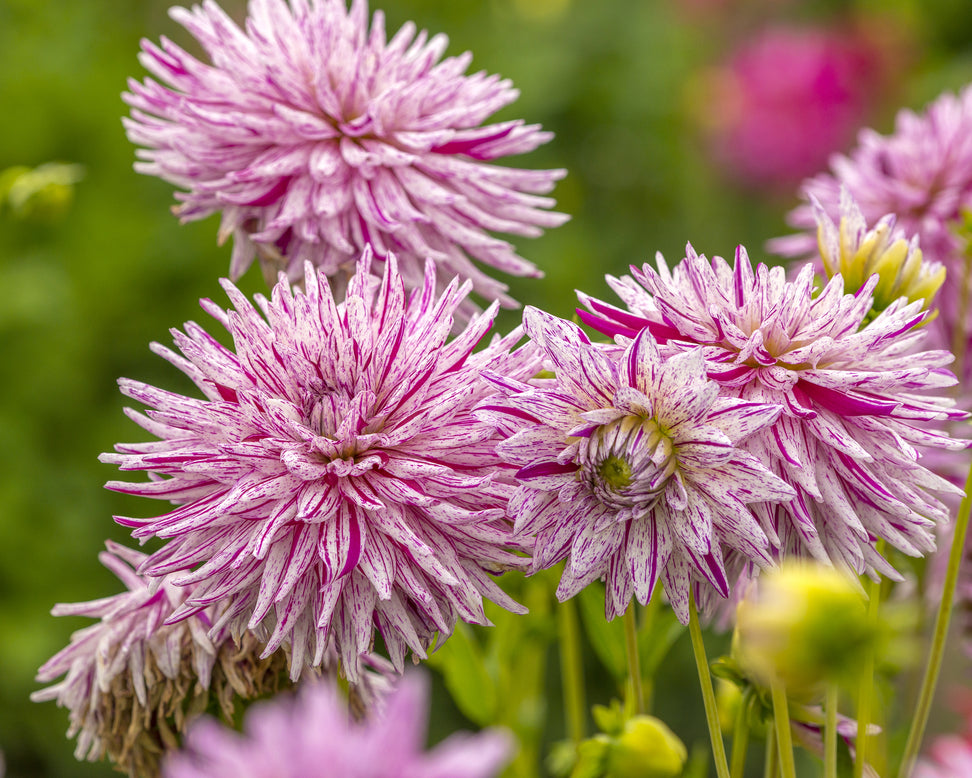 Dahlia 'Hy Trio'