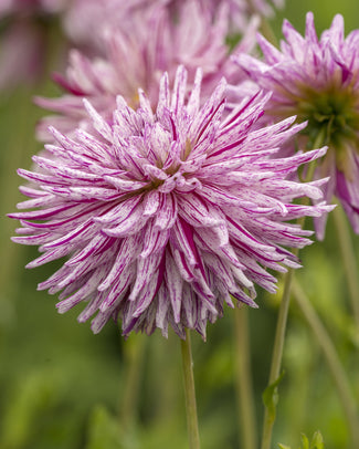 Dahlia 'Hy Trio'