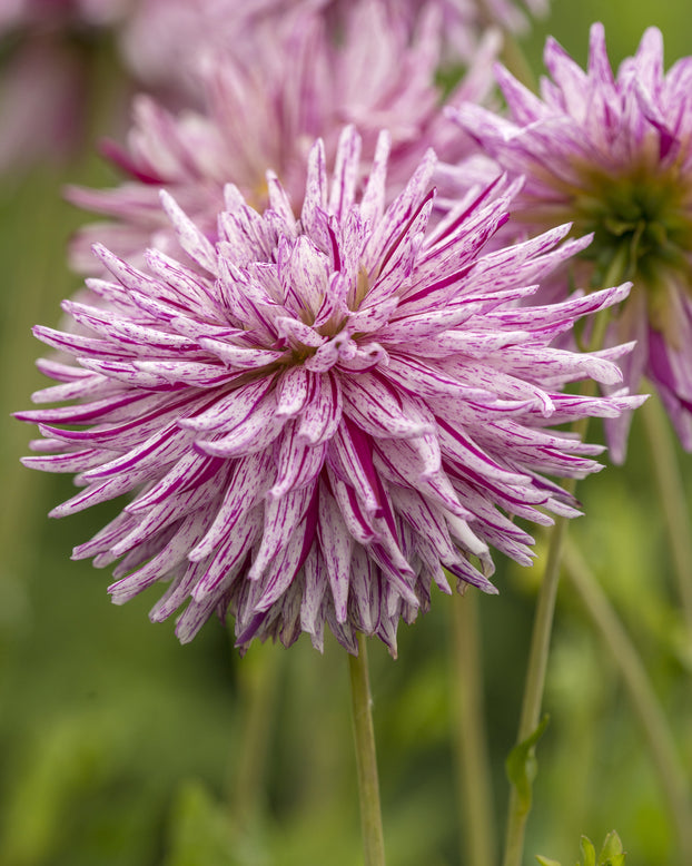 Dahlia 'Hy Trio'